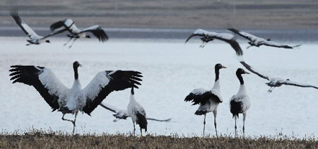 Photo taken on December 11, 2008, shows a group of black-necked cranes in Lhasa, capital of southwest China’s Tibet Autonomous Region.