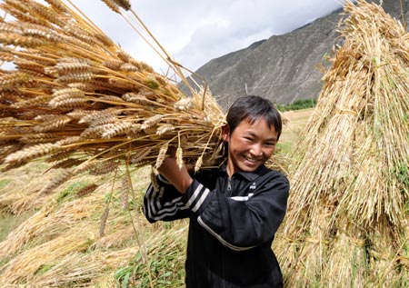 Jigme, a student on summer vacation, carries newly harvested wheat at a village in Quxu County, southwest China's Tibet Autonomous Region, Aug. 12, 2008.